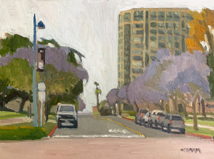 Laurel Street Jacarandas Laurel Street Jacarandas